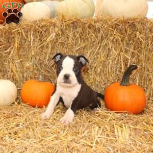 Jakey, Boston Terrier Puppy